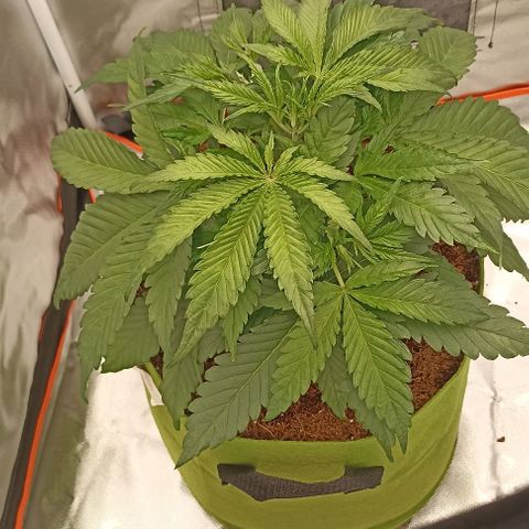 Strawberry Pie Auto growlog timeline photo