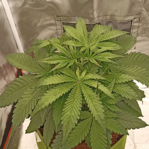 Strawberry Pie Auto growlog timeline photo