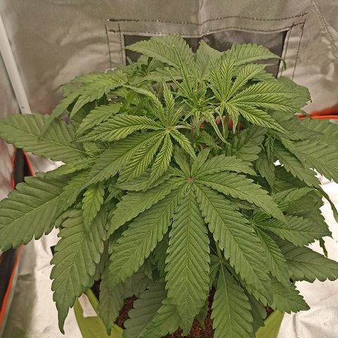 Strawberry Pie Auto growlog timeline photo