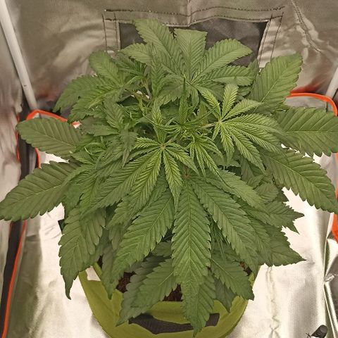 Strawberry Pie Auto growlog timeline photo