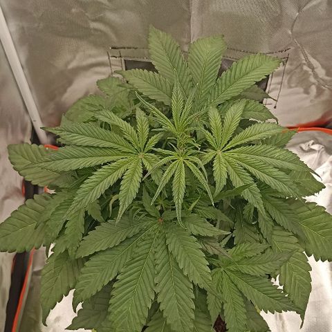 Strawberry Pie Auto growlog timeline photo