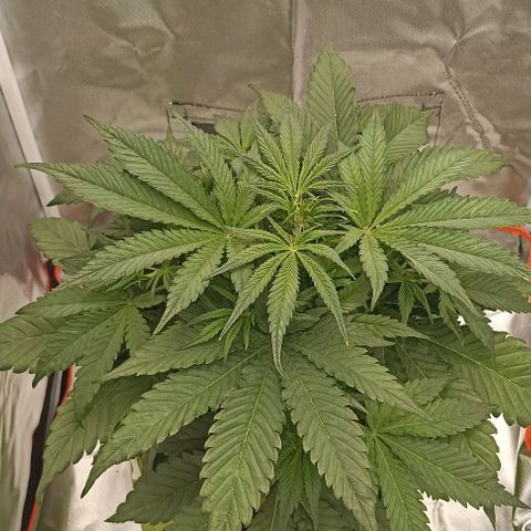Strawberry Pie Auto growlog timeline photo