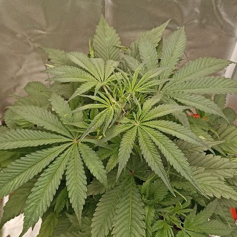 Strawberry Pie Auto growlog timeline photo