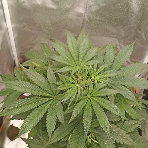 Strawberry Pie Auto growlog timeline photo