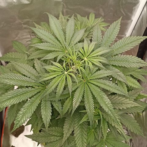 Strawberry Pie Auto growlog timeline photo