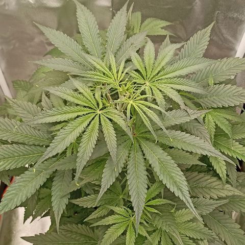 Strawberry Pie Auto growlog timeline photo