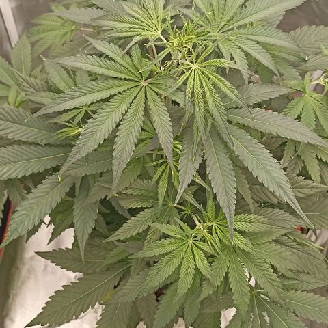 Strawberry Pie Auto growlog timeline photo