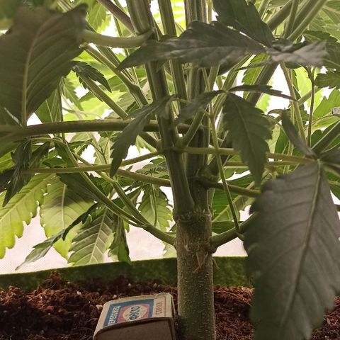 Strawberry Pie Auto growlog timeline photo