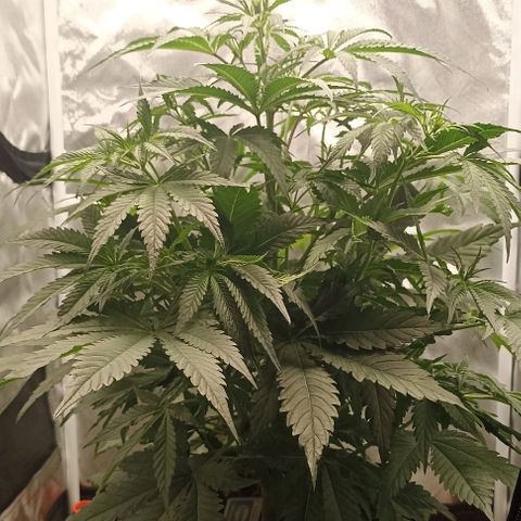 Strawberry Pie Auto growlog timeline photo