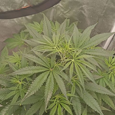 Strawberry Pie Auto growlog timeline photo
