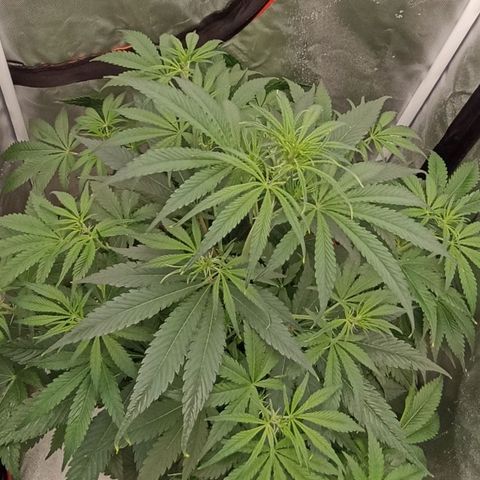 Strawberry Pie Auto growlog timeline photo