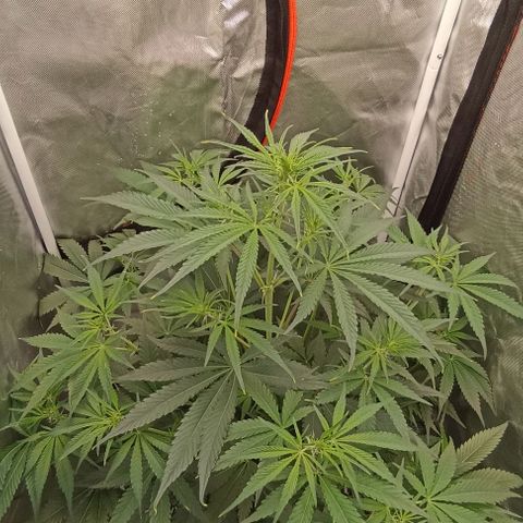 Strawberry Pie Auto growlog timeline photo