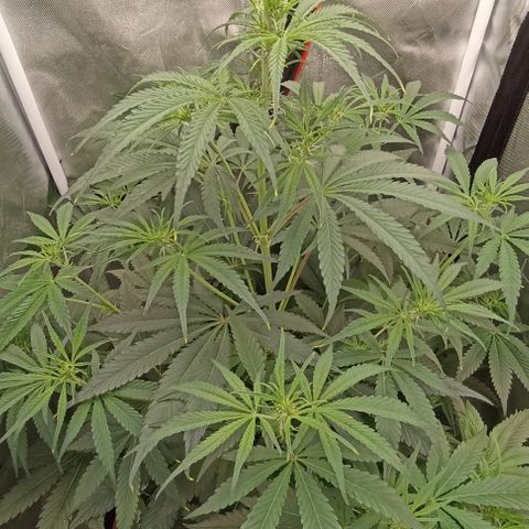 Strawberry Pie Auto growlog timeline photo