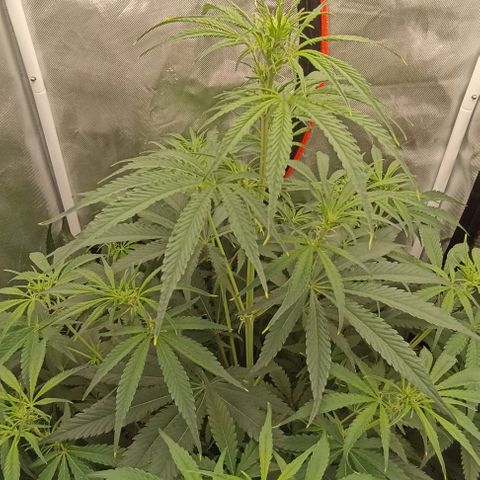 Strawberry Pie Auto growlog timeline photo