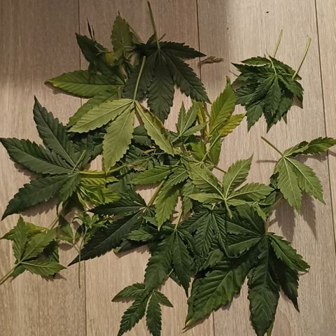 Strawberry Pie Auto growlog photo: Trim