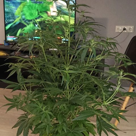Strawberry Pie Auto growlog photo: Trim