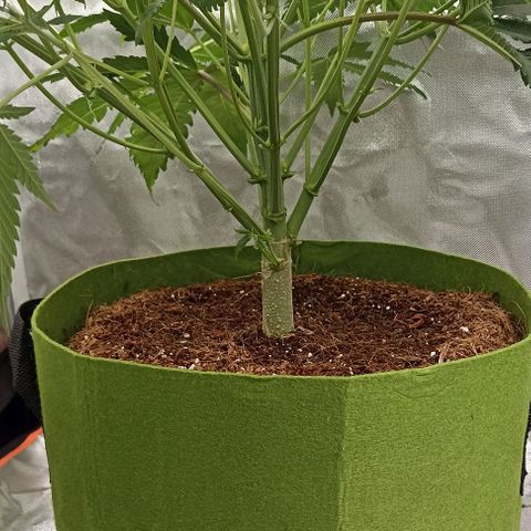 Strawberry Pie Auto growlog photo: Trim