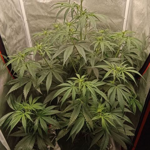 Strawberry Pie Auto growlog timeline photo