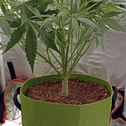 Strawberry Pie Auto growlog timeline photo
