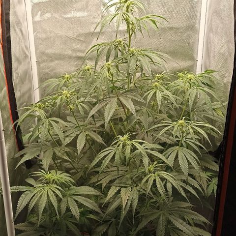 Strawberry Pie Auto growlog timeline photo