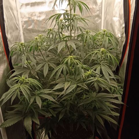 Strawberry Pie Auto growlog timeline photo