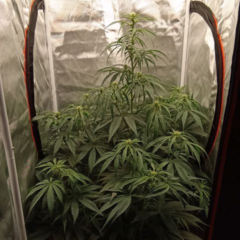 Strawberry Pie Auto growlog timeline photo
