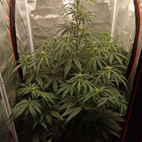 Strawberry Pie Auto growlog timeline photo