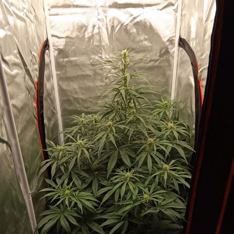 Strawberry Pie Auto growlog timeline photo