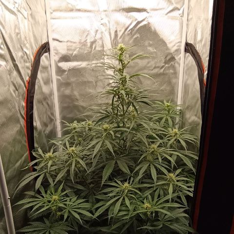 Strawberry Pie Auto growlog timeline photo