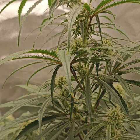 Strawberry Pie Auto growlog timeline photo