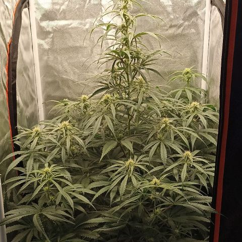 Strawberry Pie Auto growlog timeline photo