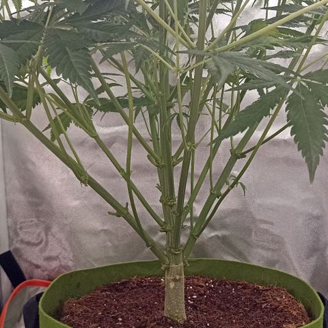 Strawberry Pie Auto growlog photo: Cutting ✂️ bottom leafs and thin branches