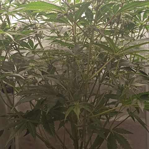 Strawberry Pie Auto growlog photo: Cutting ✂️ bottom leafs and thin branches