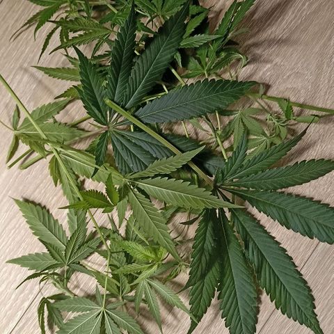 Strawberry Pie Auto growlog photo: Cutting ✂️ bottom leafs and thin branches