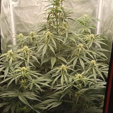 Strawberry Pie Auto growlog timeline photo