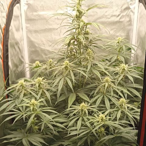 Strawberry Pie Auto growlog timeline photo