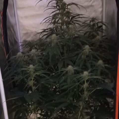 Strawberry Pie Auto growlog timeline photo