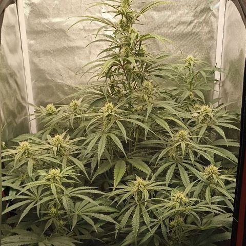 Strawberry Pie Auto growlog timeline photo