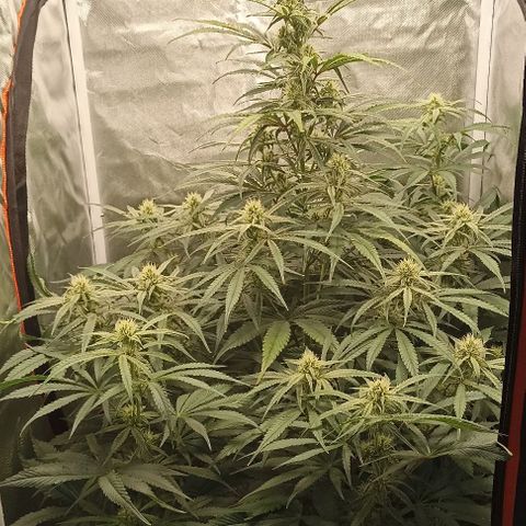 Strawberry Pie Auto growlog timeline photo