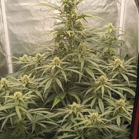 Strawberry Pie Auto growlog timeline photo