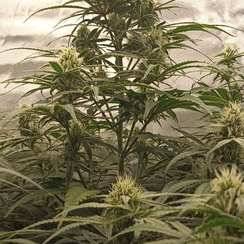 Strawberry Pie Auto growlog timeline photo