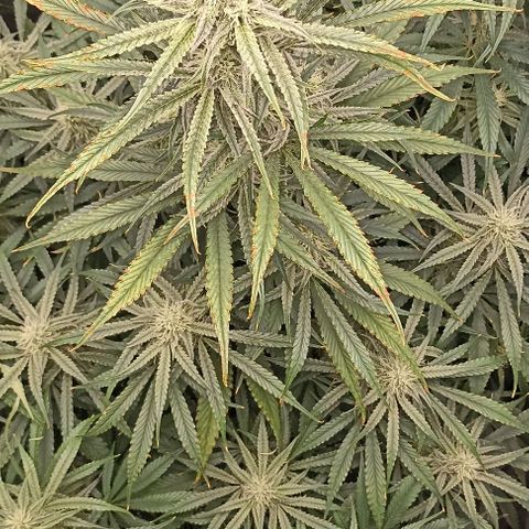 Strawberry Pie Auto growlog timeline photo