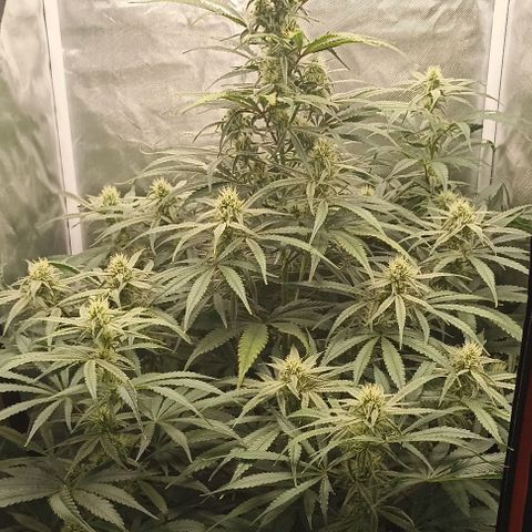 Strawberry Pie Auto growlog timeline photo
