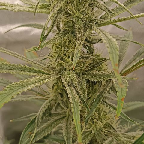 Strawberry Pie Auto growlog timeline photo