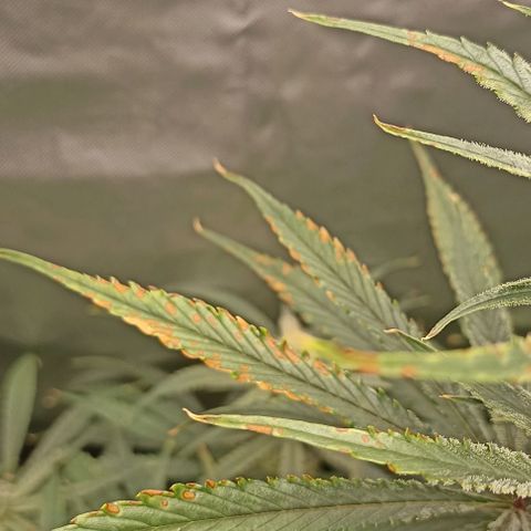 Strawberry Pie Auto growlog timeline photo