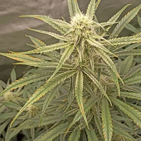 Strawberry Pie Auto growlog timeline photo