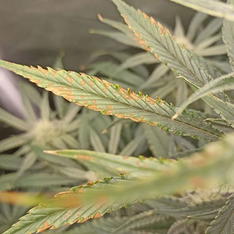Strawberry Pie Auto growlog timeline photo