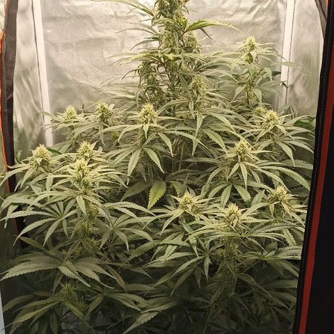 Strawberry Pie Auto growlog timeline photo