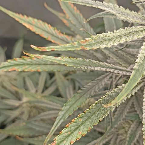 Strawberry Pie Auto growlog photo: the disease in the plant has stopped progressing