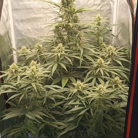 Strawberry Pie Auto growlog timeline photo